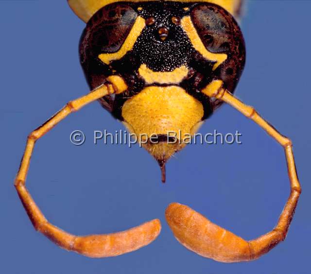 Pseudomasaris vespoides 2.JPG - Pseudomasaris vespoides (Portrait du male)Masarine malePollen waspHymenopteraVespidaeEtats Unis